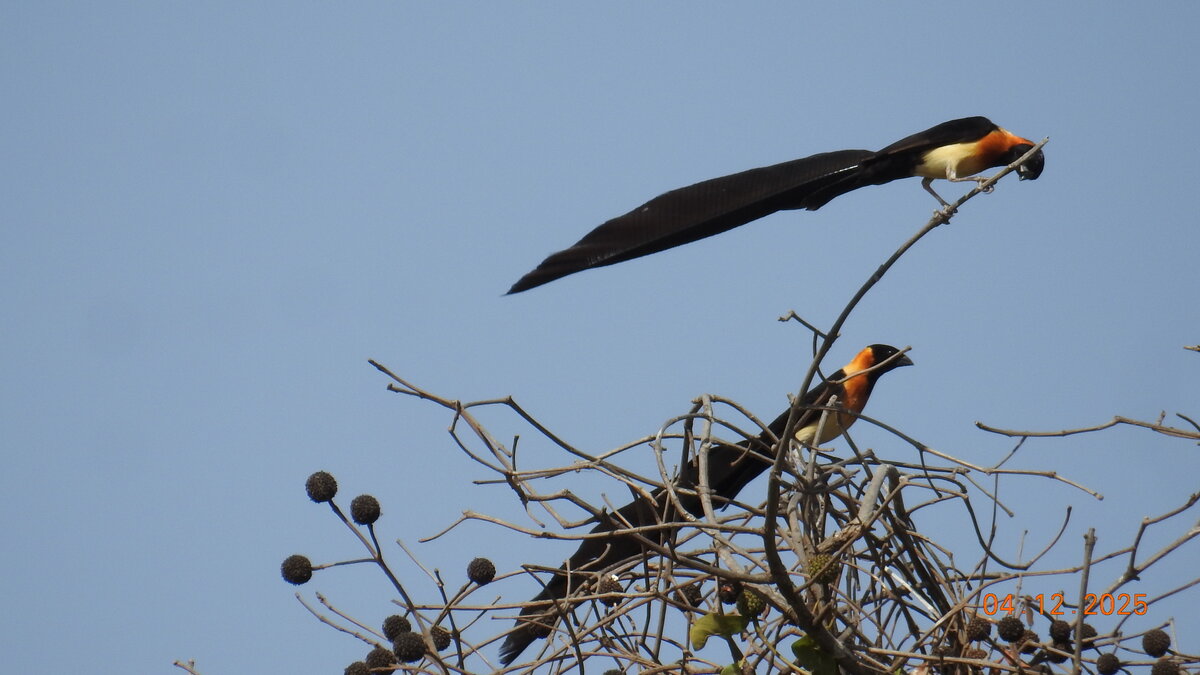 Sahel Paradise Whydah